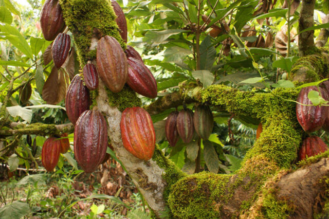 Cocoa slips as technical support fades, sugar also falls