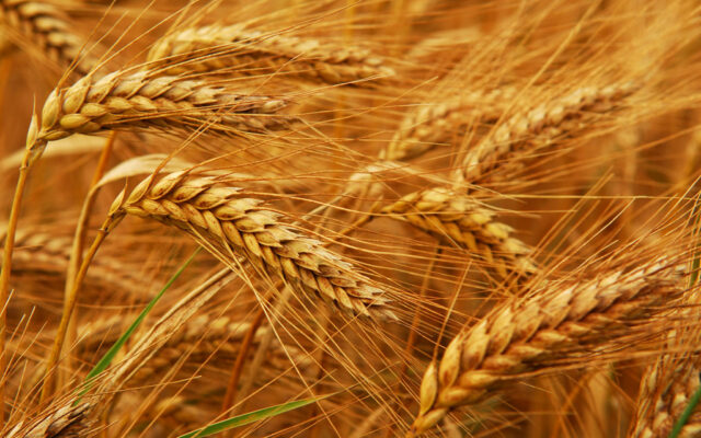 South Korea's MFG bought about 125,000 T feed wheat