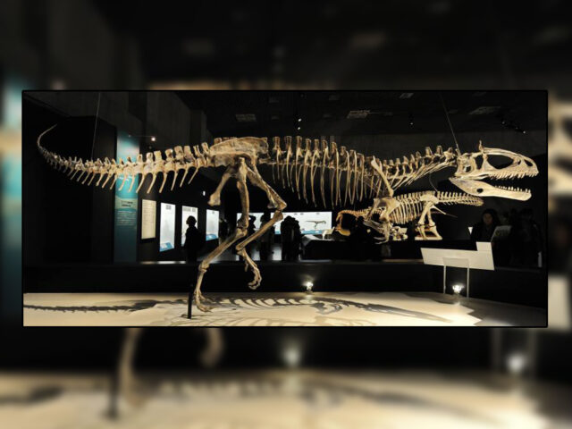 Dinosaurs beheaded at Australian museum Dinosaurs beheaded at Australian museum