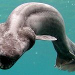 Snake-like shark from dinosaur era might scare you out of sea