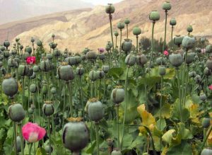 Afghan opium output soars as cultivation hits record high