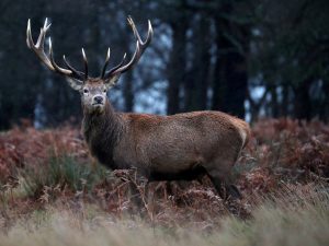 A Deer