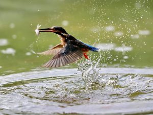 Catches a fish