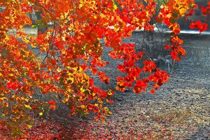 Find the deer in Autumn season