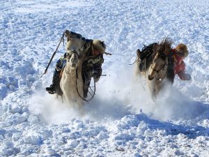 Herdsmen tame horses