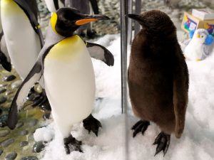 King Penguin chick