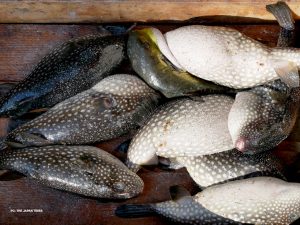 Deadly fugu fish flub prompts Japan emergency warning