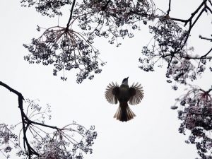 Dancing Bird