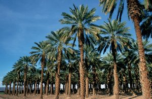 Date cultivation on rise in South Punjab