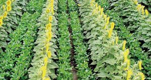 Fertilizer policy goals