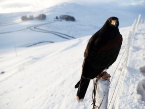 Harris hawk
