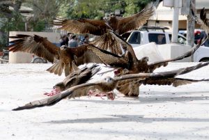 Kites Meal time
