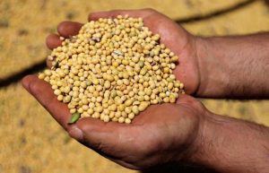 Soybeans rise, set for longest winning streak in 6 years