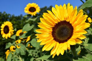 Sunflower to be cultivated on 2 lakh acres in Punjab