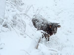 Enjoy with snowfall