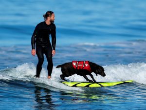 Dog Surfer