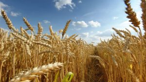 Urea steadies; Rabi slows