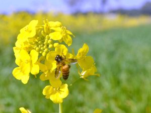 Preparation of honey