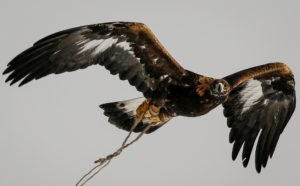 A hunter