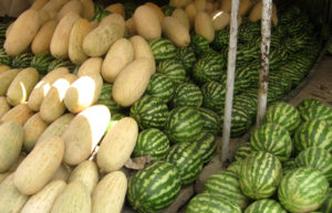 Farmers advised to complete melon cultivation by mid March