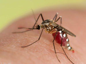 Beware! Humans are second most deadly creatures in the world