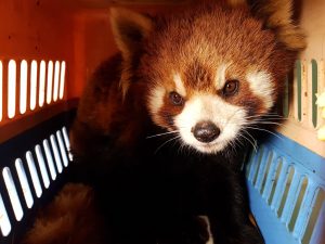 Red pandas rescued in Laos stir fears over exotic pet trade