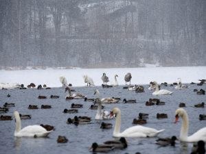 Swans in Winter