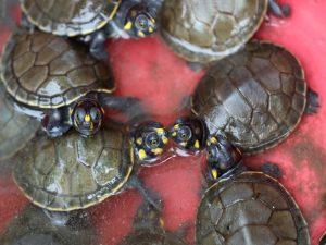 Colourful Turtles