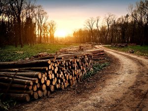 Engineers create super wood that is 10 times stronger than steel