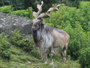 Three foreign hunters hunt Markhors in KP under Trophy hunting scheme