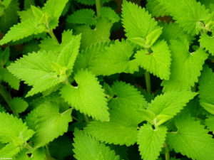 Say goodbye to unwanted insects thanks to these household plants
