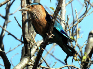 Indian roller bird