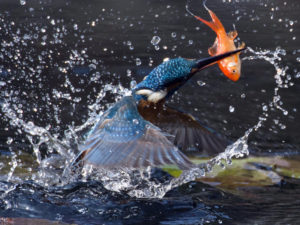 Fishing