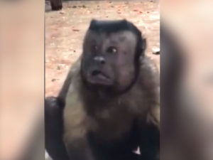 &lsquo;Monkey with a human face&rsquo; becomes social media sensation over its expressions