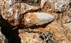 Ancient giant shark tooth goes missing in Australia
