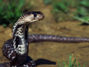 Malaysia 'snake whisperer' dies after cobra bite