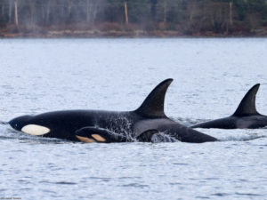 Shocked scientists witness male killer whale drowning an infant whale