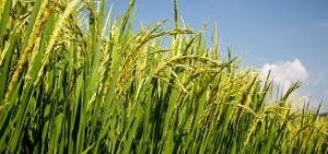 Addressing crop price distortion