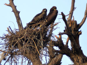 A pair sitting on the nest