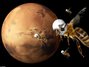 NASA will be sending bees to Mars before humans