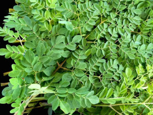 'Pakistan can earn foreign exchange by promoting Moringa cultivation' &nbsp;