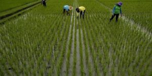 500 rice growers educated on water efficient techniques to ensure sustainable rive production &nbsp;&nbsp;&nbsp;&nbsp;&nbsp;