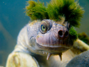 'Punk' turtle with Mohawk style added to endangered species list