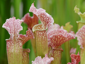 Flytraps