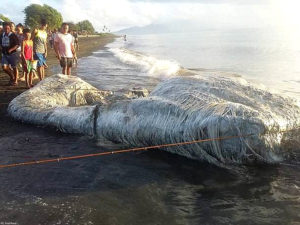 Mysterious dead sea creature sparks fear of bad luck among residents