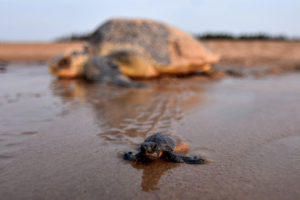 Massive beach clean-up for Hong Kong sea turtles