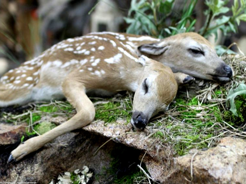 Extremely rare two-headed deer found in forest - Technology - Business  Recorder