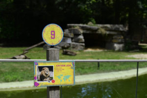 Escaped lion shot dead at Belgium zoo, sparking criticism