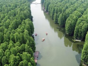 Aquatic forest park