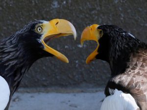 Eagles fight
